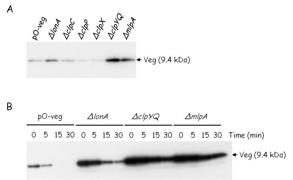 Figure 7. Proteolytic regulation of Veg protein by deletion of single protease.