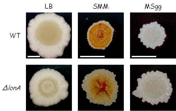 σ H and σ G to prevent initiation of sporulation and inappropriate synthesis of σ G, respectively (Schmidt et al., 1994; Liu et al., 1999).