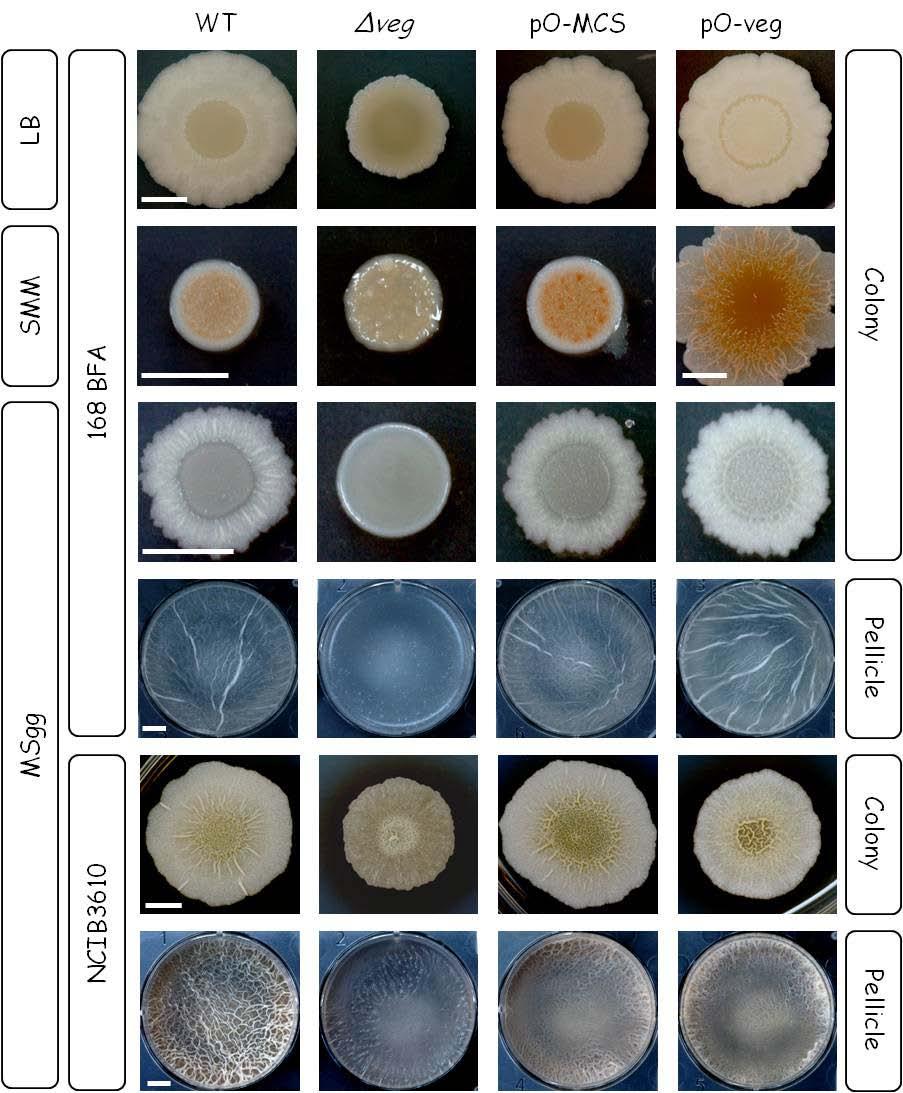 Figure 9. Effects of Veg inactivation and overproduction on the architecture of colonies and pellicles.