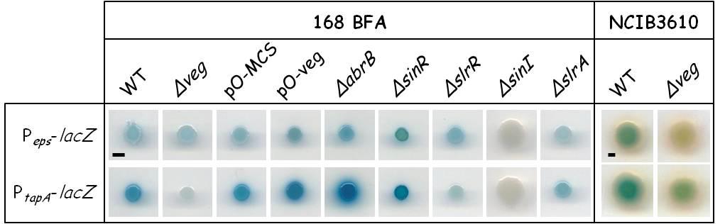 Figure 14. Overproduction and deletion of Veg induces and suppresses transcription of eps and tasa operons.