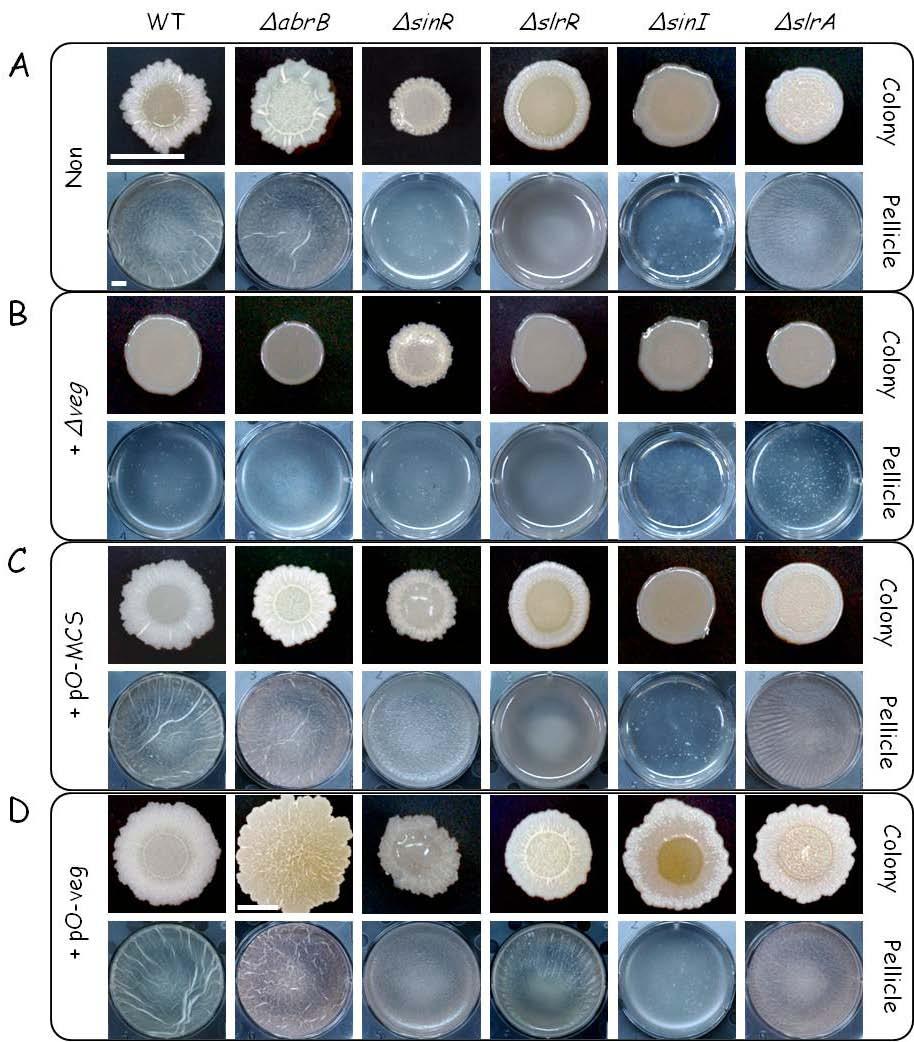 Figure 16. Comparison of the architecture of colonies and pellicles formed by mutants of regulators involved in biofilm formation additional with deletion and overproduction of Veg.