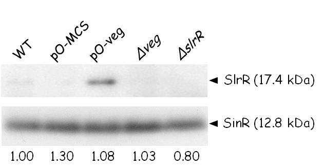 Figure 18. Induction of SlrR by overproduction of Veg.