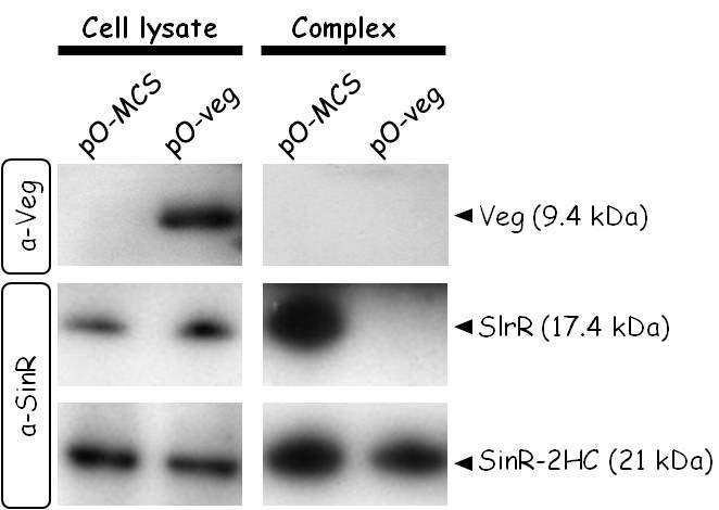 purified from the Veg-overexpressing cells (Figure 19), suggesting that Veg prevents SlrR binding to SinR directly or indirectly. Figure 19. Examination of physical interaction between Veg and SinR.