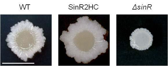 SinR-2HC complexes were purified as described in MATERIALS AND METHODS, and detected by Western blotting, together with crude cell lysates, with anti-veg (α-veg) and anti-sinr (α-sinr) antibodies.