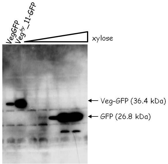 Figure 21. Examination of GFP protein levels in the gfp strain with various concentns of xylose.
