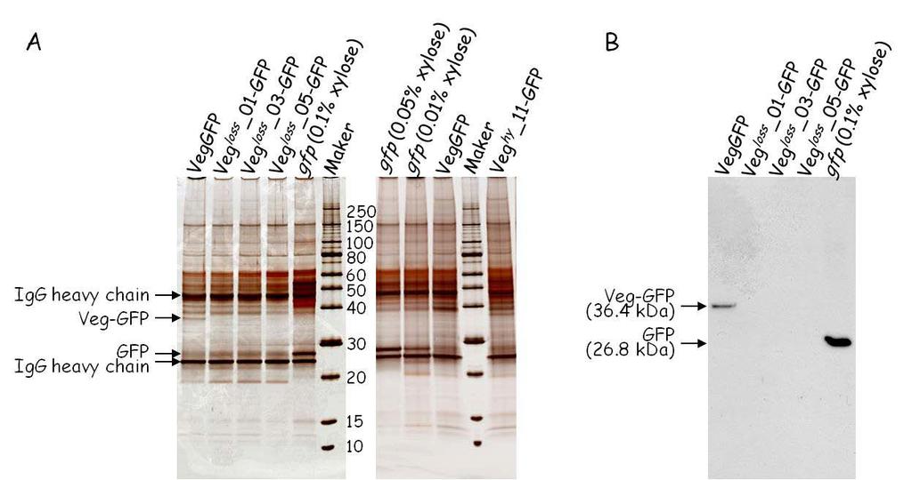 fluorescence image of Veg hy -GFP, the increased amount compared to the wild-type Veg-GFP was confirmed by Western blotting (Figure 21).