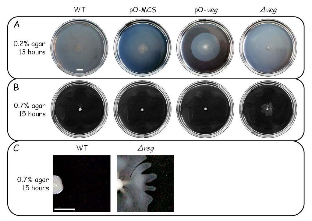 Figure 23. Effects of Veg inactivation and overproduction on motility. Swimming (A) and swarming (B and C) patterns on LB medium with 0.2% and 0.7% agar, respectively, formed by the following strains.