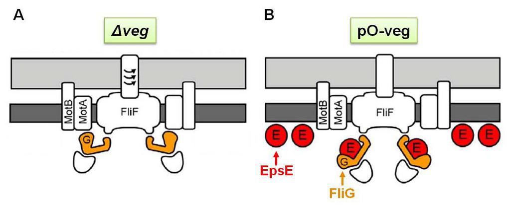 2010). Overproduction of Veg prevents the activity of SinR, resulting in derepression of eps operon including epse.