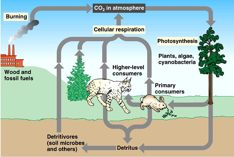 CIKLUS UGLJENIKA sagorevanje CO 2 u atmosferi ćelijsko disanje fotosinteza ugalj i fosilna