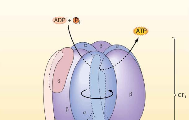 ATP-aza