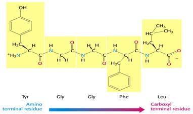 1) kisela hidroliza (zagrijavanje u 6 mol/dm 3 HCl pri 120 C 10 24 sati dovodi do potpune hidrolize polipeptida) 2) separacija - smjesa dobivenih aminokiselina se razdvoji na ionskom izmjenjivaču 3)