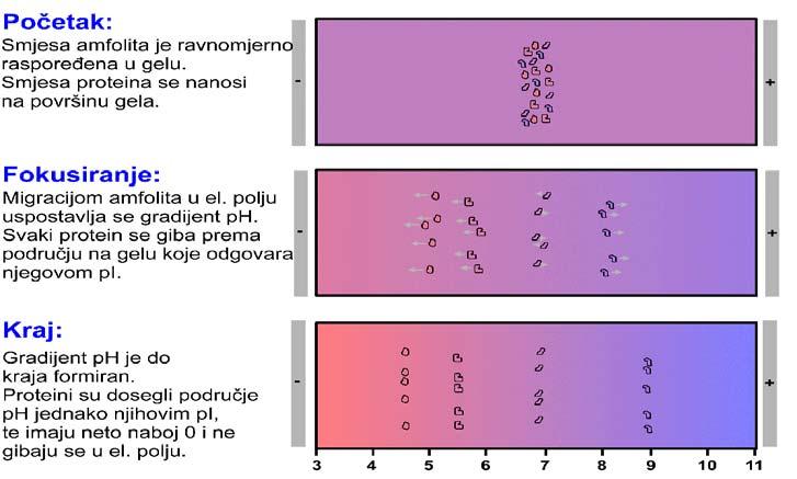 Zadatak 7. Na temelju vrijednosti pk treba izračunati neto-naboj peptida pri svakom zadanom ph. Peptid se u elektroforezi kreće prema elektrodi suprotnog naboja od njegovog vlastitog.