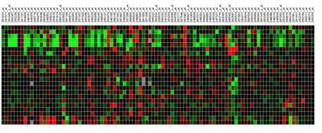 Meta-analysis of up- and down-regulated genes in TOC1- ox and