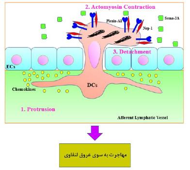 Sema 3A و عملکرد های سلول هاي دندریتیک در سیســتم ایمنــی Sema 3A توســط ســلول های T و DC هــای فعــال شــده بیــان می شــود.