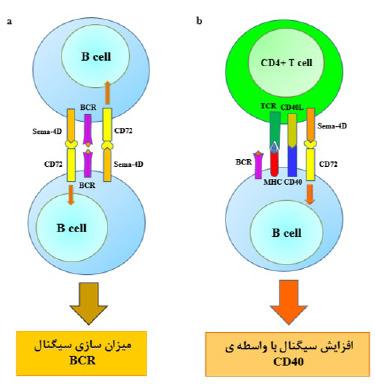 عملکــرد تنظیمــی CD72 بــه وســیلة تیروزیــن فســفاتاز 40SHP-1 میانجی گــری می شــود کــه SHP-1 بــه ITIM هــای فســفریله شــدة CD72 فراخوانــده می شــود.