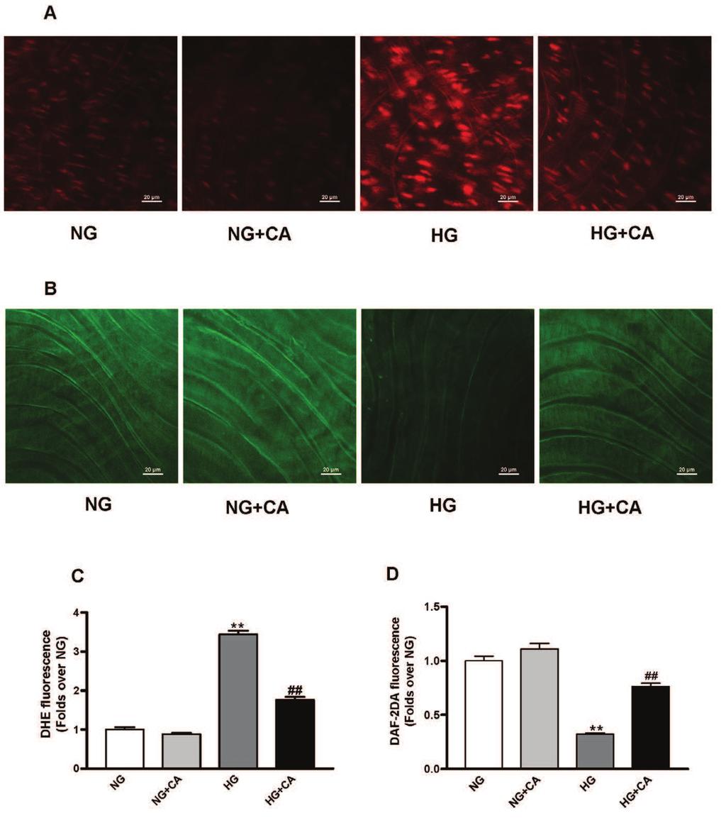 www.karger.com/cpb 318 Fig. 1. in vitro mm, 24 h) impaired the endothelium-depen- in vitro dysfunction in mouse aortas under high-glucose conditions but not in normal-glucose conditions. **P<0.