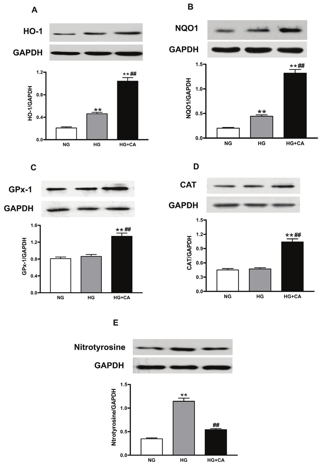 www.karger.com/cpb 320 Fig. 4. - - and levels of nitrotyrosine. - mm) and HG plus - **P<0.