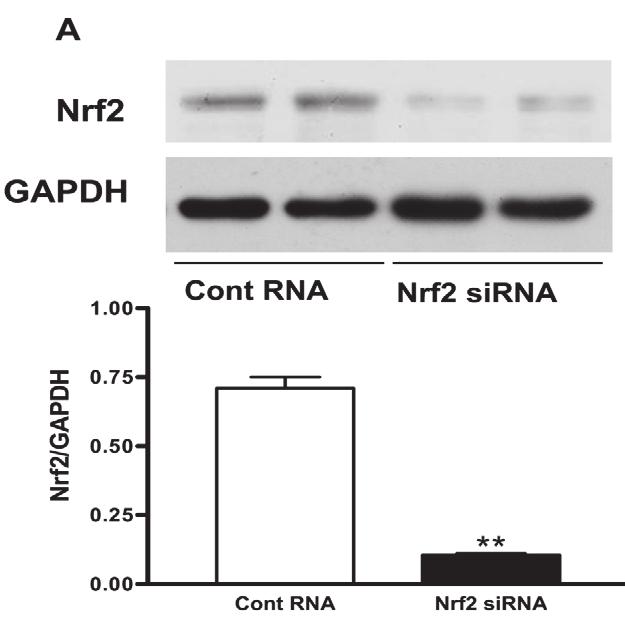 www.karger.com/cpb 321 Fig. 5.