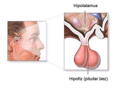 HIPOTALAMUS FUNKCIONALNA ANATOMIJA Ventralni deo meďumozga 1% ukupne