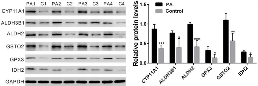 Figure 3. The mrna levels of CYP11A1 (A), ALDH3B1 (B), ALDH2 (C), CYP11B2 (D), GSTO2 (E), GPX3 (F) and IDH2 (G) were detected by real-time PCR. GAPDH was served as an internal control.