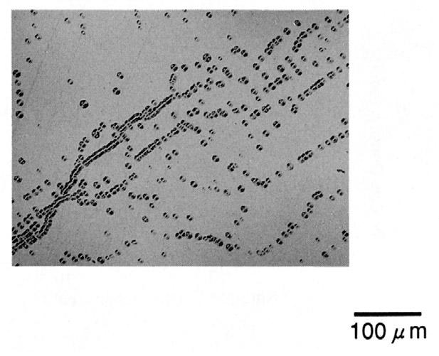 SB NSB NC N110 18 cm 3 SB LelySiC N N growth sector SB SB N Lely 2000 N SiC N 0001SiLely 6HSiCN Optical micrograph of the etched surface of a nitrogen doped crystal. NMP SB NN N MPD1cm 2 EPD4.