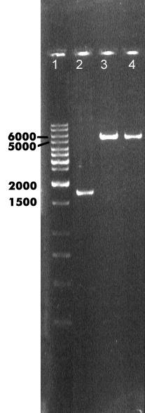 علوم و فناوري زيستي مدرس دورة 1 شمارة 1/ پاييز 1389 پلاسميدهاي نوتركيب بهدليل كلون شدن ژن F درون آنهاست.