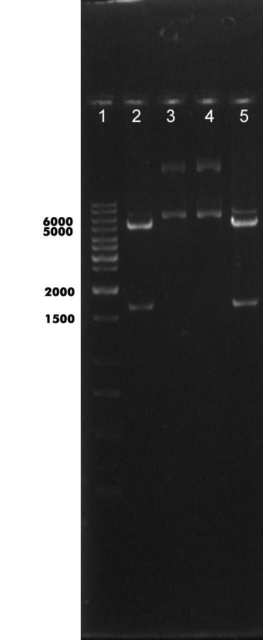 در اين مراحل تكثير ويروسي mrnaه يا ويروسي ساخته ميشوند و سپس بهسمت توليد ژنوم تغيير پيدا ميكنند. شكل 3 آناليز پلاسميدهاي نوتركيب و مقايسه با پلاسميدهاي pet-22b(+) و pet-28a(+) از لحاظ وزن مولكولي.