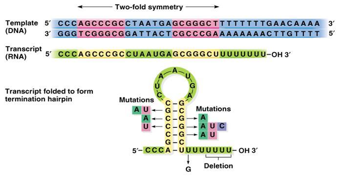 Kiểu hoạt động của Intrinsic Termination Terminator vi khuẩn hoạt động dựa vào sự bắt cặp bổ sung không bền giữa lai RNA- DNA o