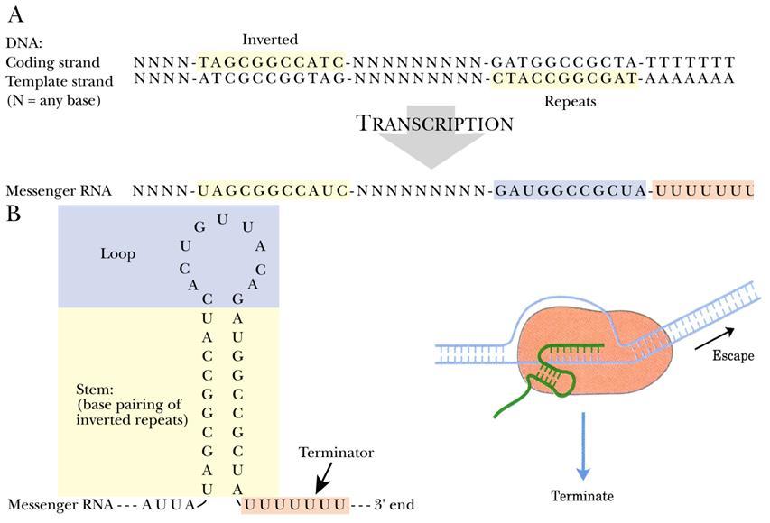 cho RNA pol tiếp tục tổng hợp.