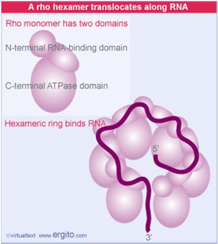 phiên mã của RNA polymerase trong in vitro.