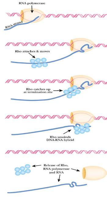 Kết thúc phiên mã phụ thuộc nhân tố rho Rho nhận diện một vùng trên RNA gọi là rut (gồm