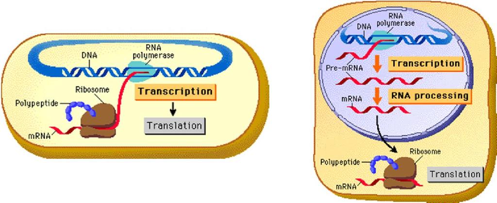 chuyển trên RNA với tốc độ cao hơn RNA pol.