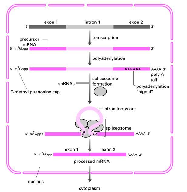 Kết thúc phiên mã Cơ chế của sự kết thúc Có sự khác nhau giữa prokaryote và eukaryote Tế bào Eukaryote biến đổi RNA sau khi dịch mã