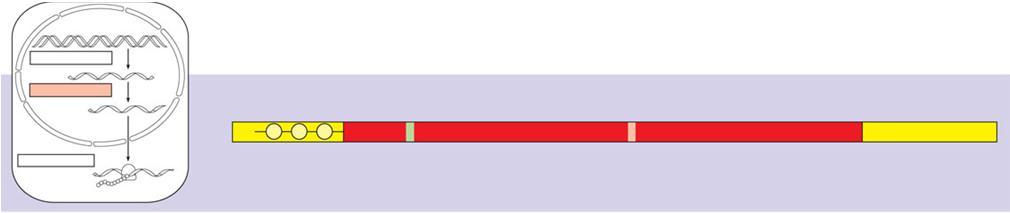 Sự biến đổi mrna Mỗi đầu cuối của phân tử pre-mrna được biến đổi (modified) theo các cách khác nhau Đầu 5 được gắn chóp(cap) 7- Mehtyl- Guanylate.