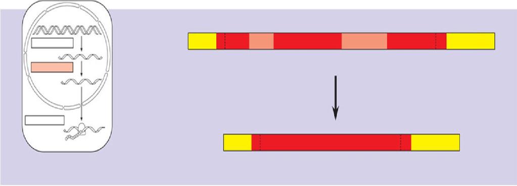 Gene gián đoạn và RNA splicing RNA splicing Loại bỏ các intron và nối exon lại 5 Exon Intron Exon Intron Exon 3 TRANSCRIPTION DNA