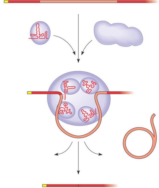 với nhau Ribosome TRANSLATION Polypeptide mrna 5 Cap Đuôi Poly-A 1 3 UTR 146 3 UTR 33 5 RNA transcript (pre-mrna) Exon 1 Intron