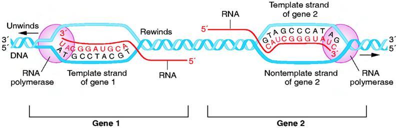 Quá trình phiên mã ở Prokaryote Được tiến hành bởi RNA polymerase Không cần primer. Không có khả năng đọc ngược (proofreading).