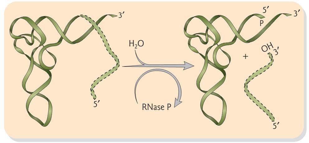 Ribozyme 39