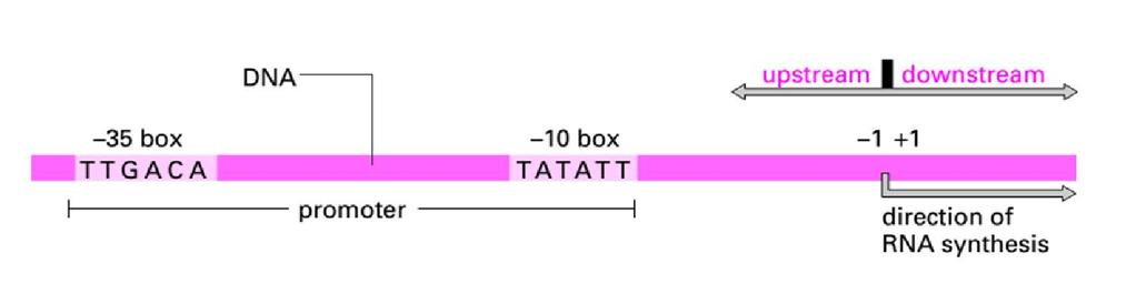 Promoter Promoter là một trình tự điều hòa trên phân tử DNA, nơi RNA polymerase gắn vào để khởi động phiên mã.