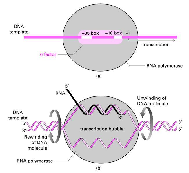 Khởi đầu phiên mã (Initiation) 15 Kéo dài (Elongation) Khi phân tử RNA đạt chiều dài khoảng 8