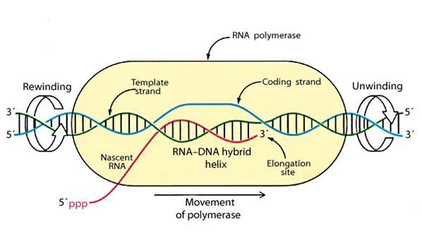 Sự tách rời này cần thiết cho quá trình kéo dài chuỗi RNA.