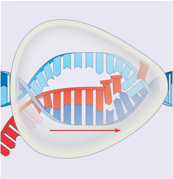 Transcription bubble Các nucleotide thêm vào tuần tự từng nucleotide đây gọi là quá trình kéo dài.