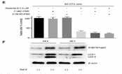 11 Apoptosis Apoptosis 12 A11090 PAC-1 A11944 Apoptosis Activator 2 p53 MDM2 A12373 Z-VAD-FMK Oncol Rep. 2017 Jul; 38(1):506-514.