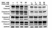 Pifithrin-beta A12451 Pifithrin-alpha Exp Neurol. 2015 Jul; 269: 56 66. Pifithrin-alpha purchased from Adooq J Spinal Cord Med. 2015; 38(6) 745 753.