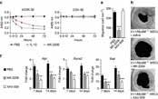 YM155 purchased from Adooq YM155 is a novel small molecule survivin suppressant with an IC50 of 0.54 nm for the inhibition of survivin promoter activity.