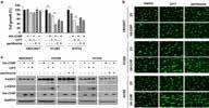 2 ASK A12838 NQDI 1 A15991 Selonsertib c-ret The higher the number of " " is, the more potent the inhibitor or activator is.