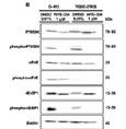 "" refers to compounds which do Inhibitor Name mtor mtorc1 mtorc2 Other Apitolisib Ki app: 17 nm p110α,p110δ,p110γ AZD8055 IC50: 0.8~0.