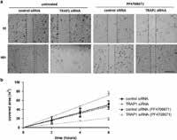 19 PI3K / Akt / mtor PI3K / Akt / mtor 20 DNA-PK The higher the number of " " is, the more potent the inhibitor or activator is.