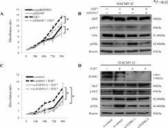 SU-5402 purchased from Adooq A12650 PKC 412 (Midostaurin) A14877 Epidermal Growth Factor Receptor Peptide (985-996) A10198 Dovitinib Dilactic acid (TKI258 Dilactic acid) A12725 PD168393 PLoS One.
