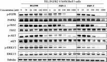 Available package size: 5,10,50mg A12867 CGP-52411 A12868 ARRY-543 (Varlitinib, ASLAN001) A13028 CO-1686 (Rociletinib, AVL-301) A13044 Poziotinib A13146 CL-387785 (EKI-785) A13588 Tyrphostin AG 183